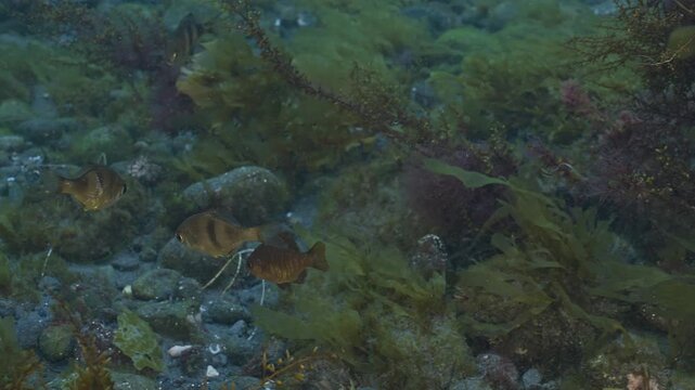 Juvenile rainbow and rubberlip seaperch in shallows.