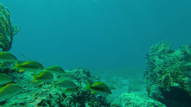 Underwater view of a vibrant school of fish swimming by a coral reef. Snorkeling video clip of tropical marine life in Puerto Morelos, Mexico.