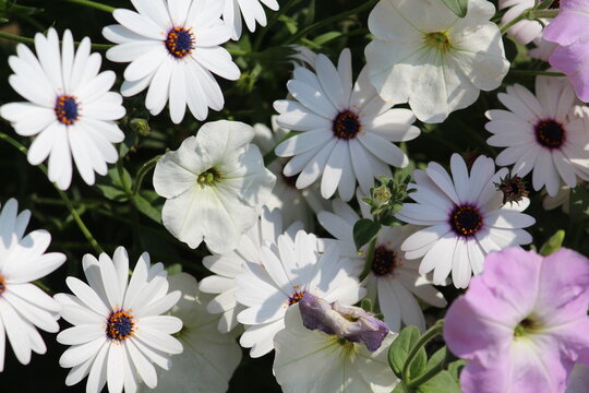 white flowers in the garden