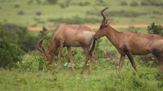 Two Hartebeest Antelopes Walking and Grazing on Savanna Green Bush