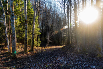 Fototapeta premium Sunny forest with tall trees