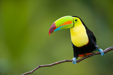 Fototapeta premium Keel-billed toucan resting on a tree branch in a tropical forest with wildlife photography, colorful bird