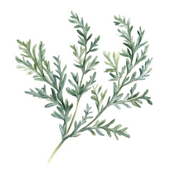 Fototapeta premium Artemisia Branch, vibrant watercolor vector illustration with flowing and detailed brush strokes, isolated on a white background.