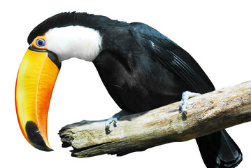 Toco toucan perched on a rustic wooden branch against plain white background with tropical wildlife isolated ©  SobuzForge