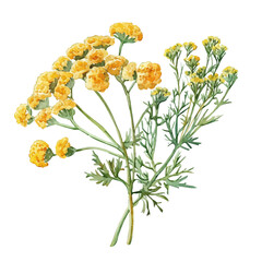 Achillea Branch, vibrant watercolor vector illustration with flowing and detailed brush strokes, isolated on a white background. © soltrex