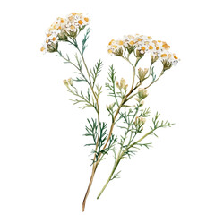 watercolor of Achillea Branch graphic, isolated on a white background. © soltrex