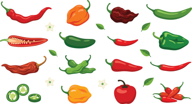 Hot chili peppers variety vector illustration icon set featuring jalapeno habanero cayenne ghost pepper and bell pepper isolated on white background