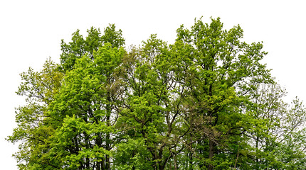 Fototapeta premium Dense green tree canopy against white background trees
