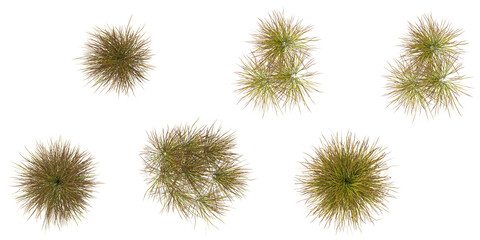 Obraz premium Collection of Anemanthele grass isolated on white background from the top view