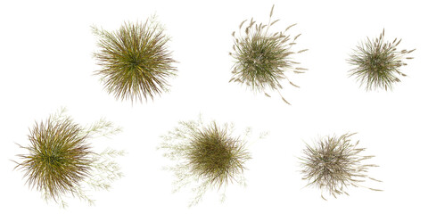 Obraz premium Collection of Calamagrostis grass on transparent background from the top view