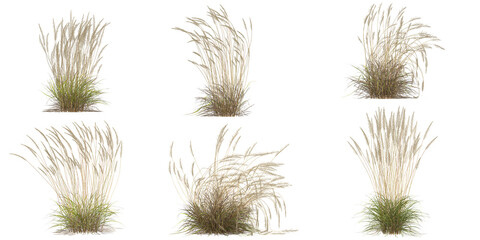 Fototapeta premium Collection of Calamagrostis grass isolated on white background