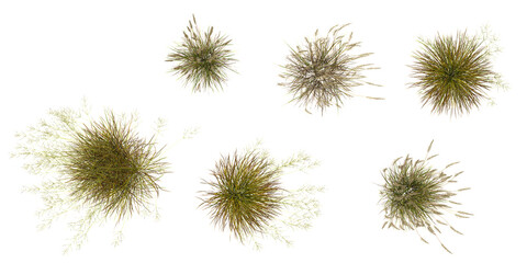 Obraz premium Collection of Hordeum grass isolated on white background from the top view