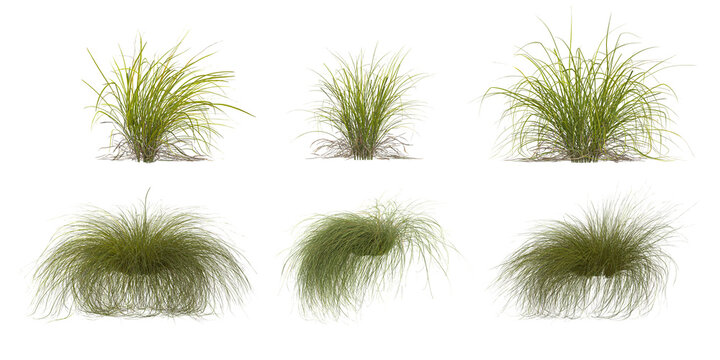 Collection of Carex grass on transparent background