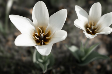 Fototapeta premium white crocus flower, macro photography, very detailed