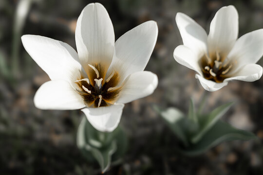 white crocus flower, macro photography, very detailed