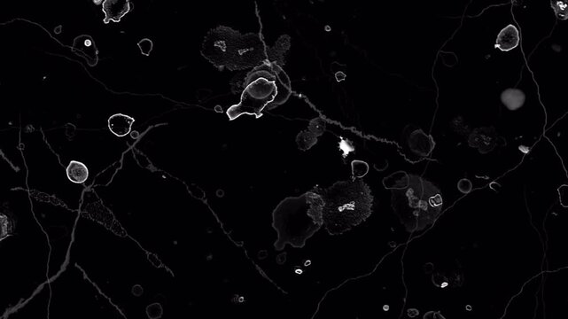 Abstract microscopic view of liquid cells and particles moving on dark background.