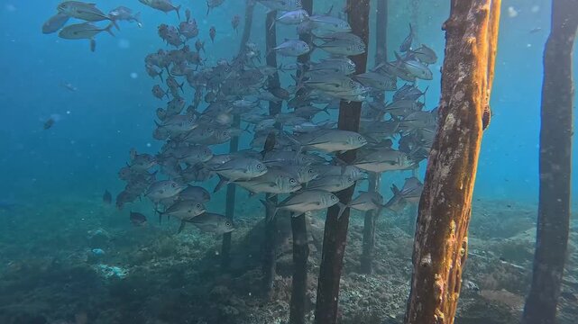 School of Jack fish swirling in Raja Ampat Ocean.