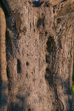 Textured bark of a centuries old olive tree
