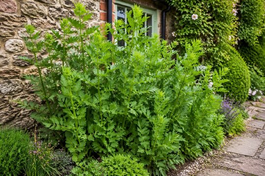 A cluster of tall, vibrant green lovage plants thriving in a cottage garden.