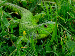 Fototapeta premium green lizard on the grass