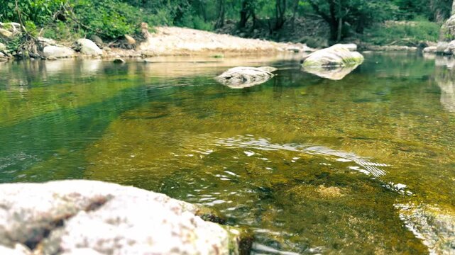 V&iacute;deo de un tramo de r&iacute;o en Viladrau, con agua clara y poco profunda, corriente suave, rocas visibles y vegetaci&oacute;n de ribera al fondo. La escena transmite frescor, calma y naturaleza en un entorno flu
