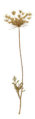 Fototapeta premium Dried Wild carrot flower plant isolated on white background.