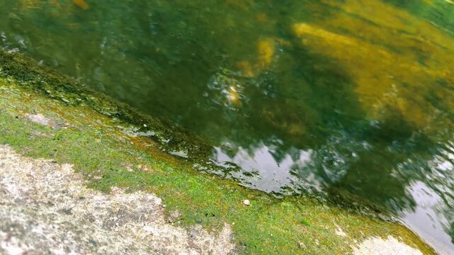 V&iacute;deo de agua en un r&iacute;o de Viladrau, con la orilla en primer plano, vegetaci&oacute;n adherida a las piedras y reflejos de los &aacute;rboles sobre la superficie. La escena transmite calma, naturaleza y frescor en 