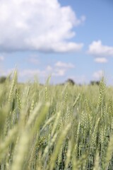 Obraz premium Wheat spikes growing in field outdoors, space for text