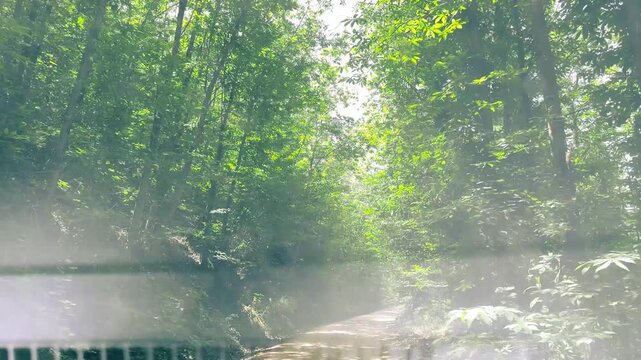 V&iacute;deo 4K de un sendero en un bosque frondoso, con luz natural filtr&aacute;ndose entre los &aacute;rboles y una ligera bruma iluminada por el sol. La escena transmite calma, naturaleza, humedad y atm&oacute;sfera serena e