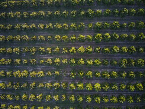 Aerial view of an orange trees plantation with rows of lush green trees in Portugal.