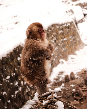 Baby Japanese Macaque in Snow