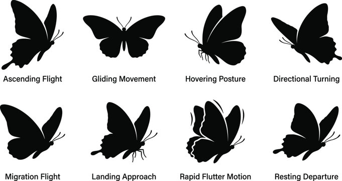 Butterfly Silhouette Collection Featuring Flying Hovering Landing and Fluttering Wing Poses Isolated on White Background