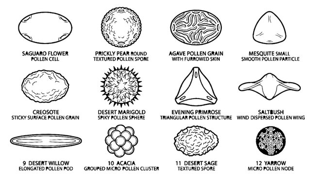 Scientific Illustration of Various Pollen Grains from Desert Plants and Flowers.