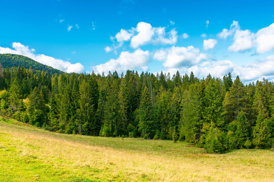 nature scenery with coniferous forest in mountain. carpathian landscape with spruce woodland on the hill. ukraine nature background in early autumn