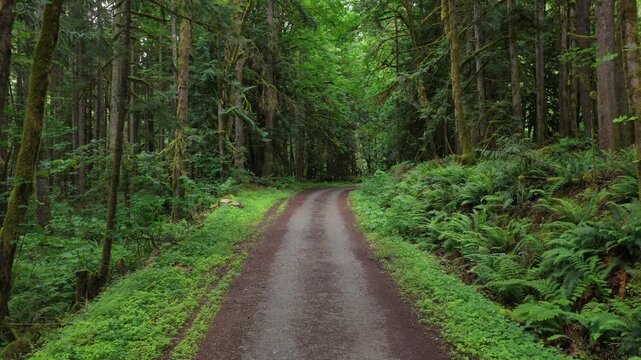 Peaceful Dirt Road Winding Through a Lush Green Forest in British Columbia, Canada
