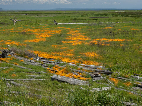 P6211604 orange patches of Pacific goldenthread, Cuscuta pacifica, in Boundary Bay saltmarsh, cECP 2026