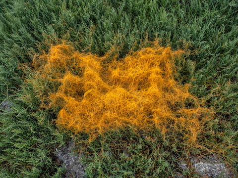 P6251736 Pacific goldenthread, Cuscuta pacifica, parasitizing Pacific glasswort, Salicornia pacifica, Boundary Bay saltmarsh, cECP 2026