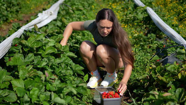Young female agricultural worker squatting on a green plantation field and carefully picking fresh ripe strawberries into a container.