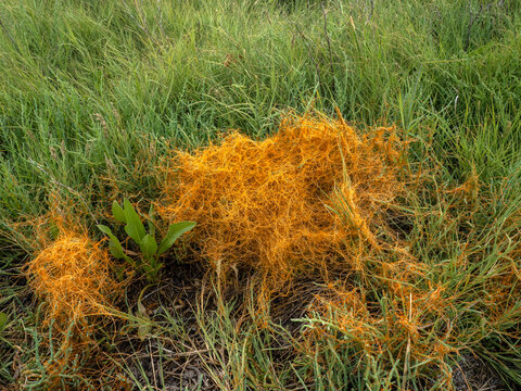P6251742 Pacific goldenthread, Cuscuta pacifica, on Salicornia pacifica, Boundary Bay saltmarsh, cECP 2026