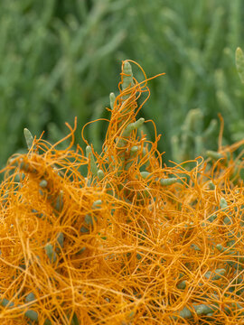 P6251768 close-up of Pacific goldenthread, Cuscuta pacifica, parasitizing Salicornia pacifica, Boundary Bay saltmarsh, cECP 2026
