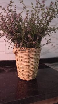 Mentha Pulegium Botanical Herb and Dried Medicinal Plants
