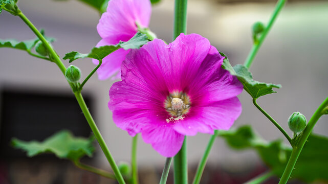 Hollyhock flower