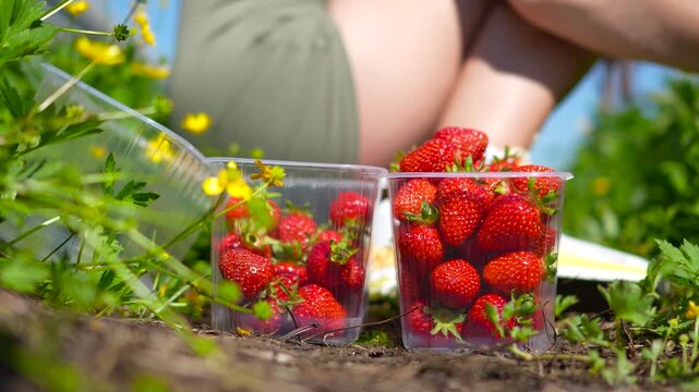 Low angle side view shot of a faceless woman sitting right behind plastic containers and tossing fresh picked strawberries inside on a green field.