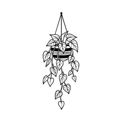 Hand drawn hanging houseplant in a striped pot, vector illustration © Rana