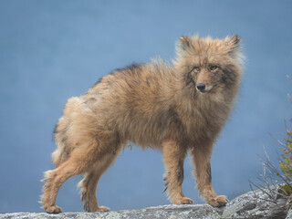 Wild fluffy Eastern coyote standing on a rocky cliff against the ocean. © Arina Boryslavska 