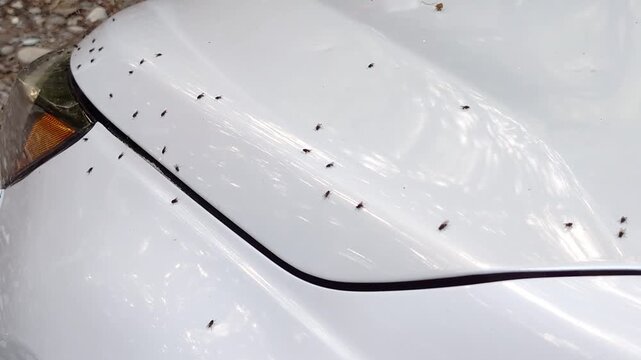 Swarm of small annoying black flies buzzing and landing on a dirty white car hood needing a wash after a long road trip through the countryside on a hot summer day