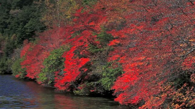 白駒池のドウダンツツジの紅葉