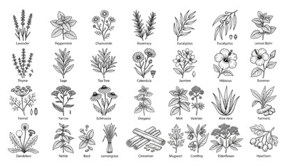 Botanical Herb Sketch Set with Aromatherapy Flowers Medicinal Plants and Natural Essential Oil Illustrations © Tul
