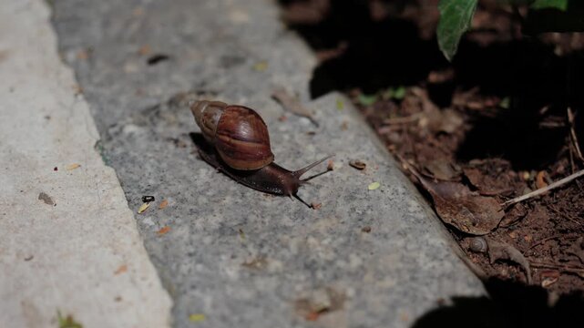 Brown snail crawling on concrete pavement near garden soil in a sunny outdoor setting