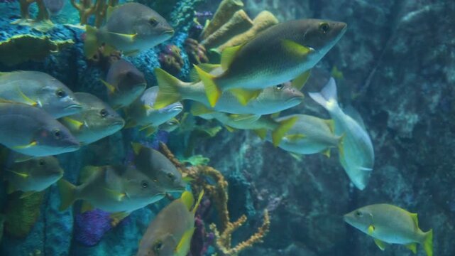 Schoolmaster Snapper (Lutjanus apodus), identified by their distinctive yellow fins and tails.
